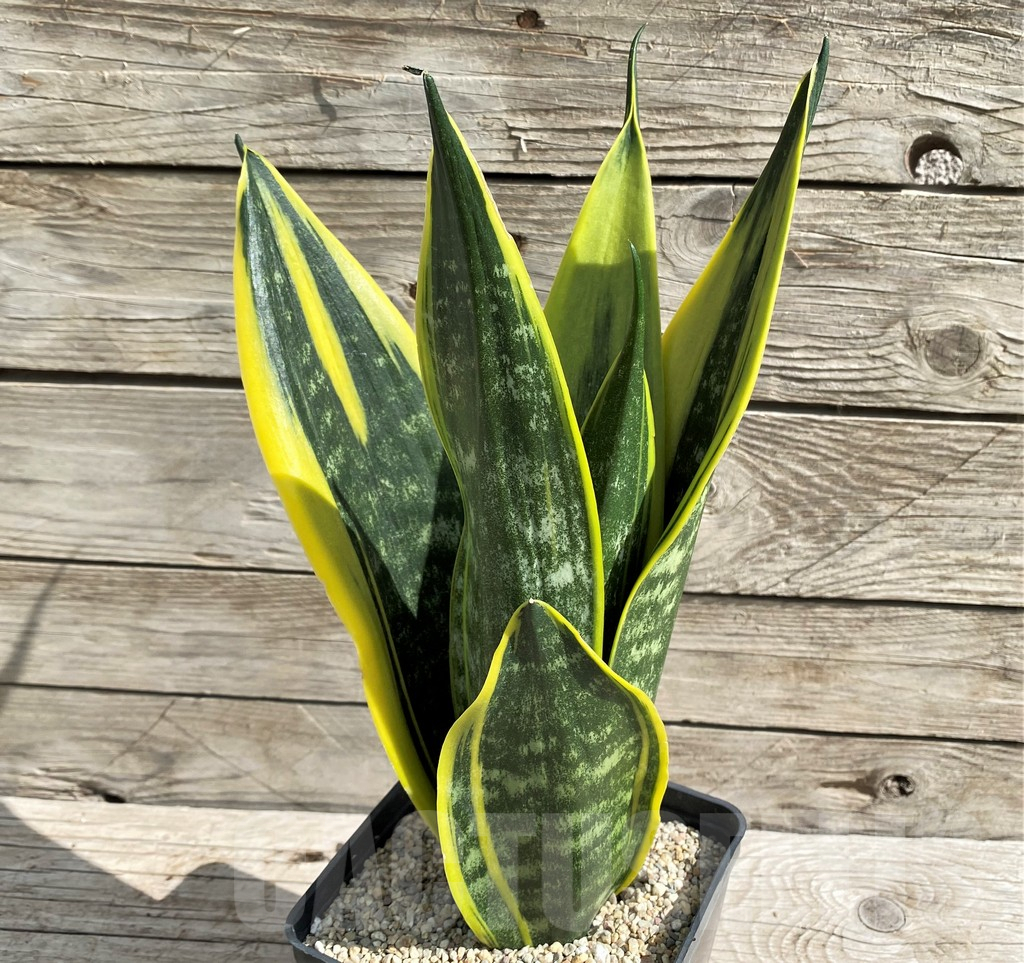 SH6467 Sansevieria trifasciata 'Golden Flame'