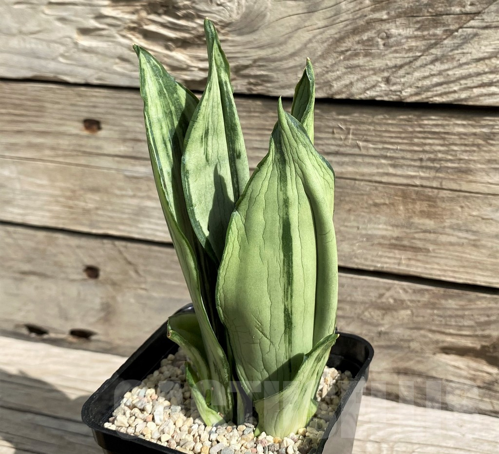 SH6484 Sansevieria trifasciata 'Brazilian'