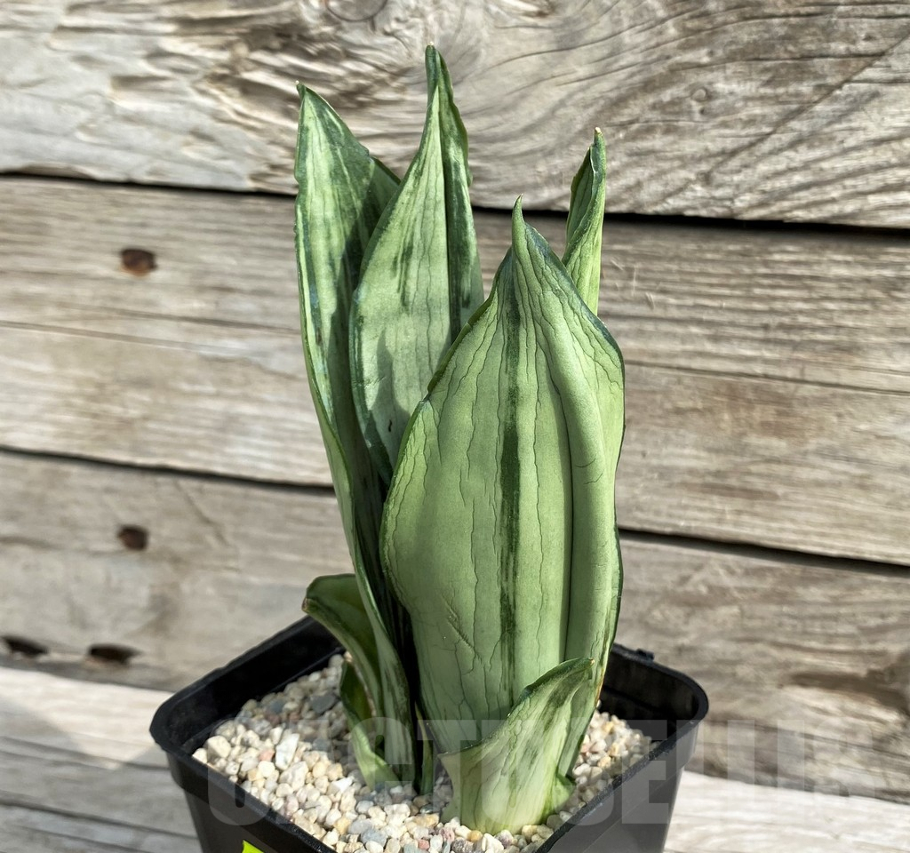 SH6484 Sansevieria trifasciata 'Brazilian' - Image 2