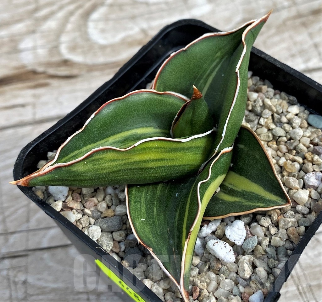 ★*★様 サンスベリア Sansevieria Samurai variegat Sansevieria Samurai dwarf Variegated – Succulentasia