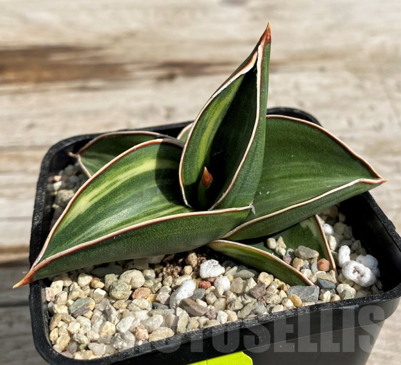 ★*★様 サンスベリア Sansevieria Samurai variegat ☆*☆様 サンスベリア Sansevieria Samurai variegat