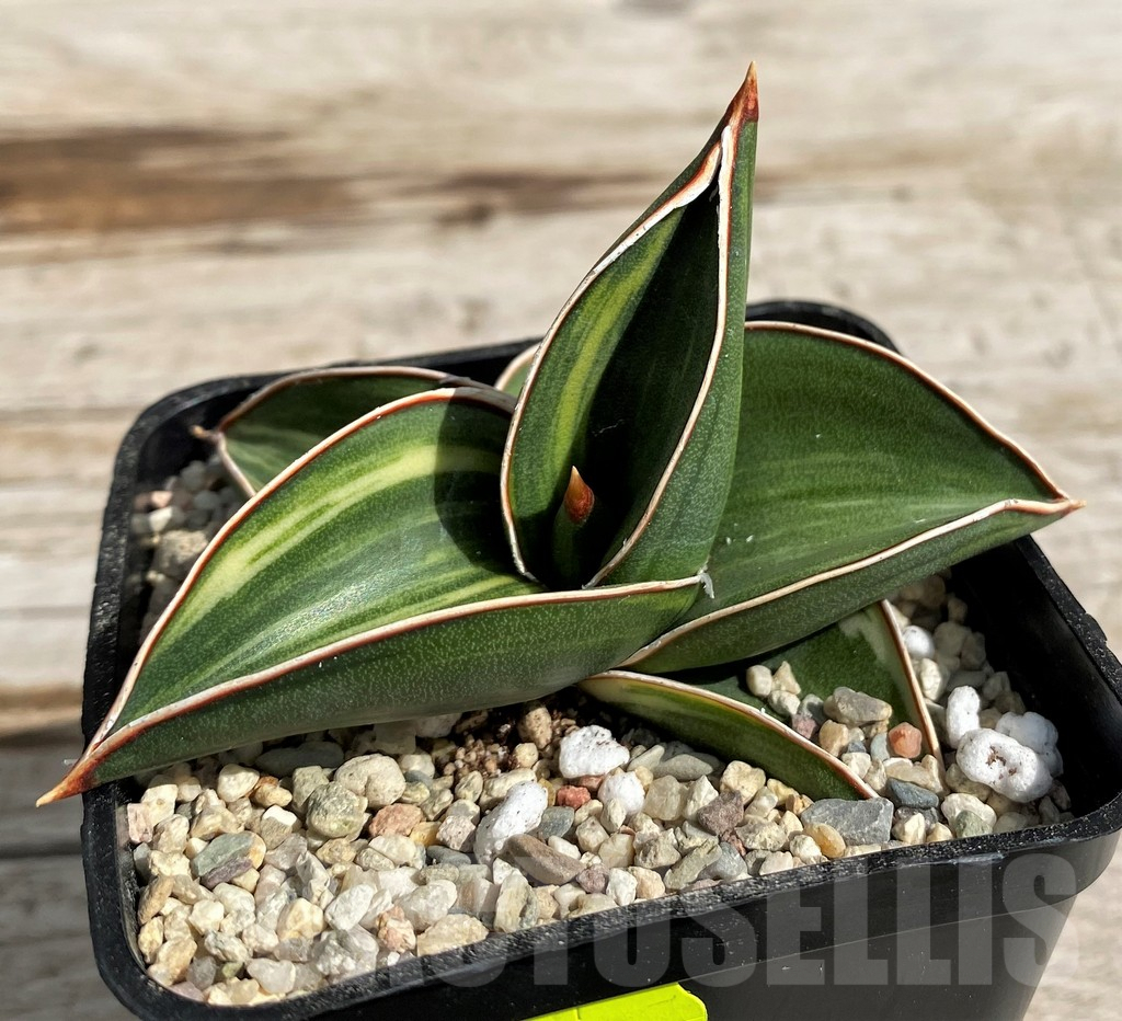 SH6489 Sansevieria 'Samurai Dwarf' f. variegata