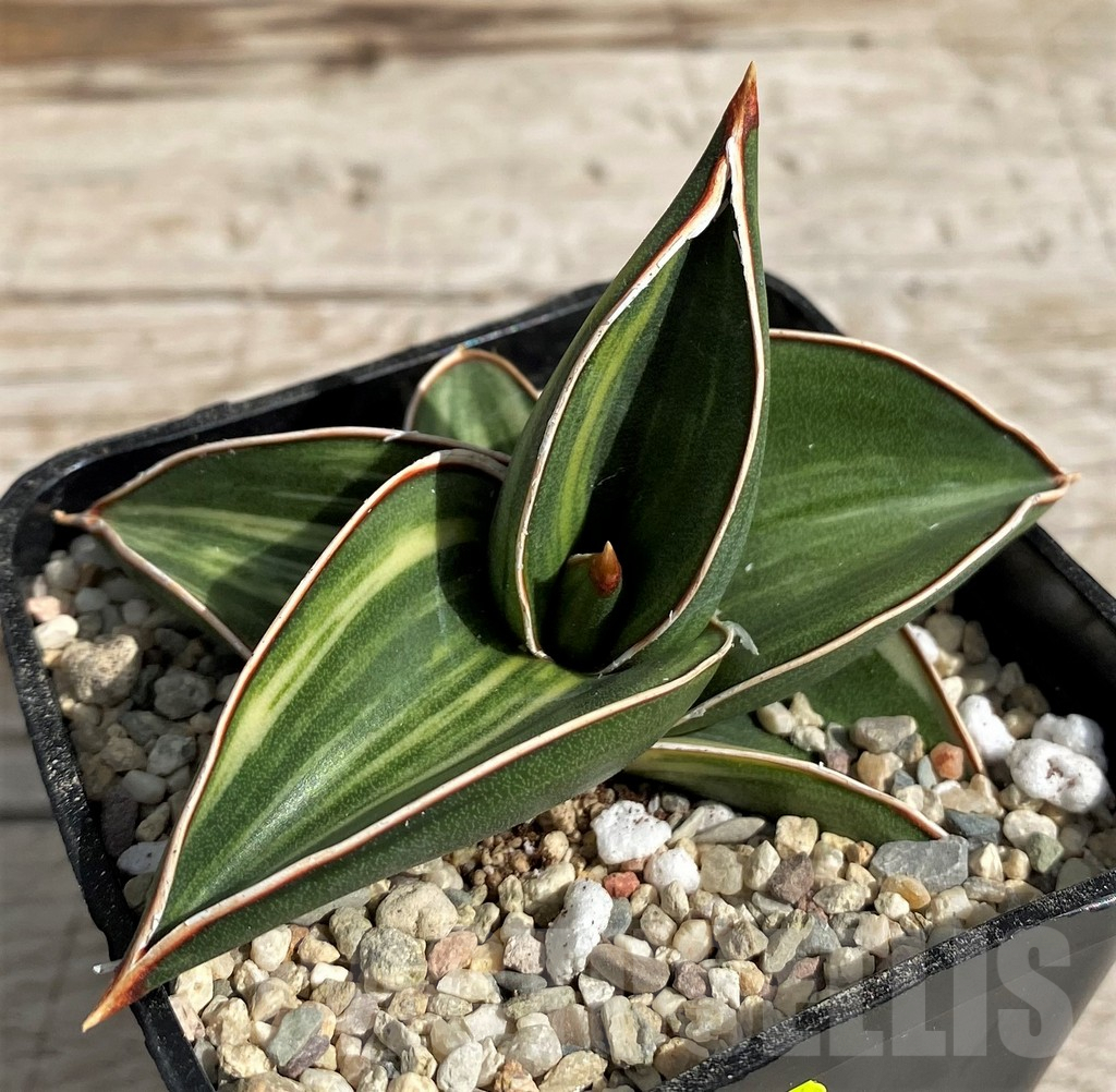 SH6489 Sansevieria 'Samurai Dwarf' f. variegata - Imagen 2