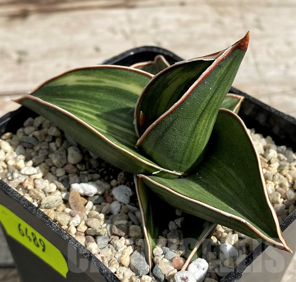 SH6489 Sansevieria 'Samurai Dwarf' f. variegata - Imagen 3