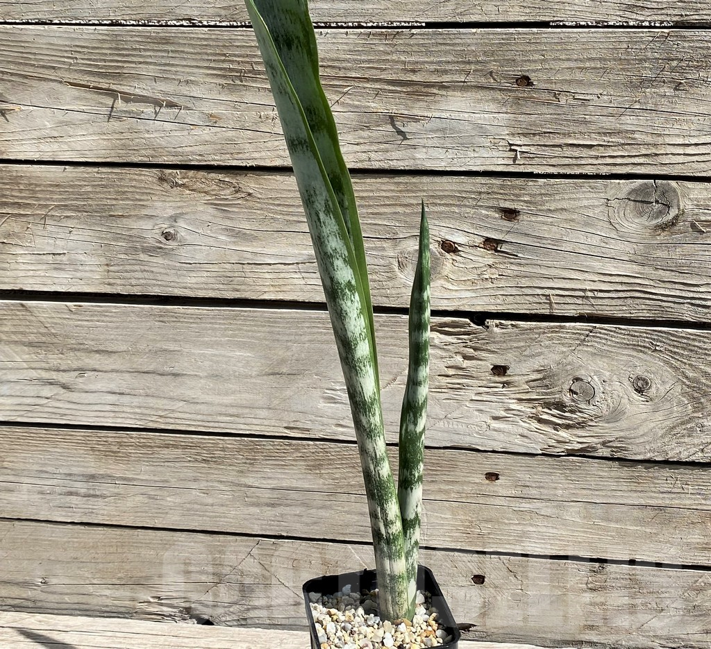 SH6662 Sansevieria trifasciata 'Green Line' - Obrázek 2