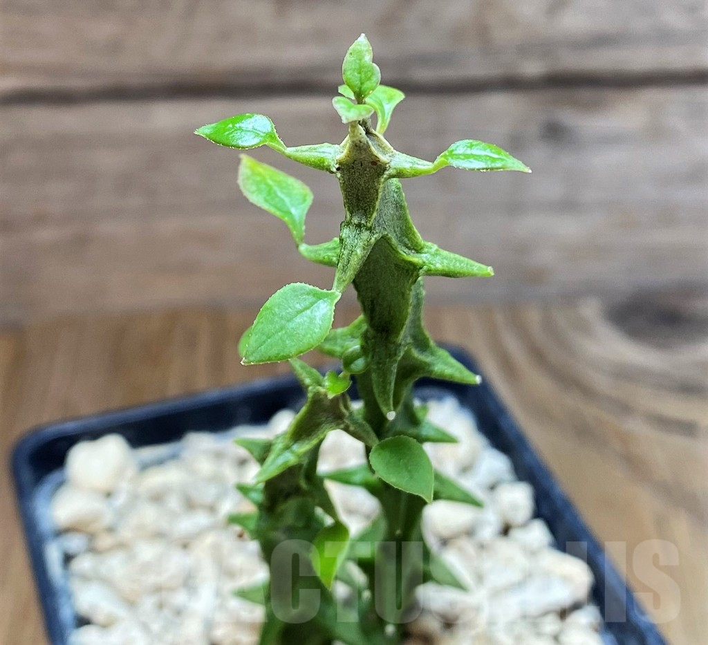 SH6692 Ceropegia simoneae ‘Green Form’, 2 plants