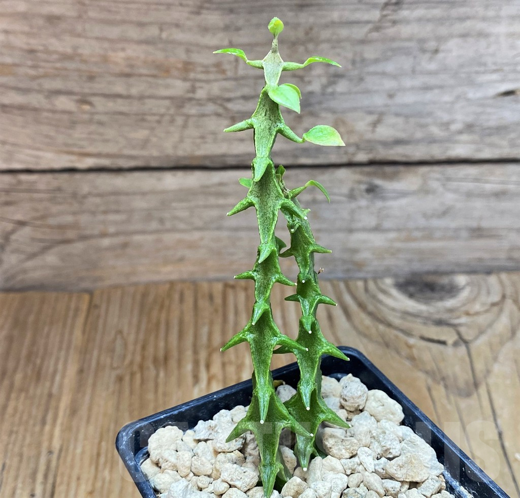 SH6692 Ceropegia simoneae ‘Green Form’, 2 plants - Image 2