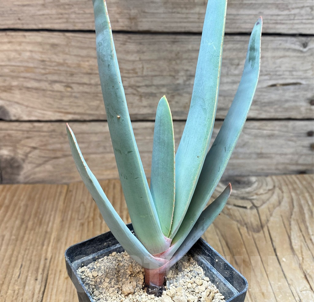 SH6695 Aloe plicatilis - Image 2