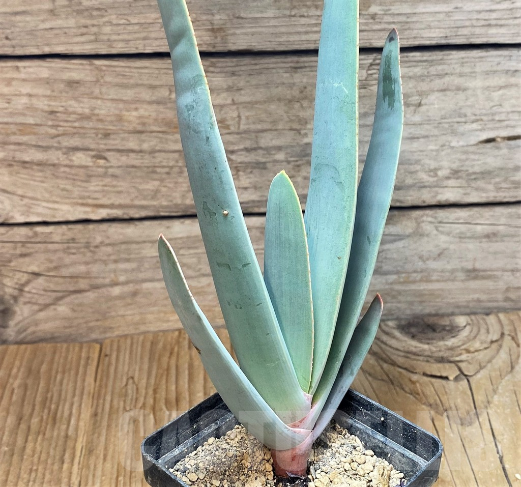 SH6695 Aloe plicatilis