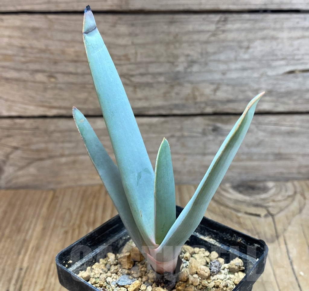 SH6696 Aloe plicatilis