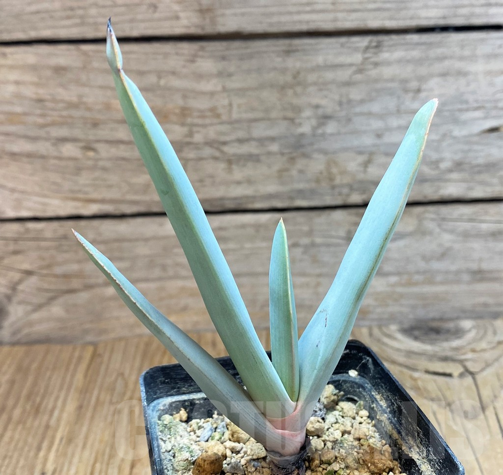 SH6696 Aloe plicatilis – Bild 2