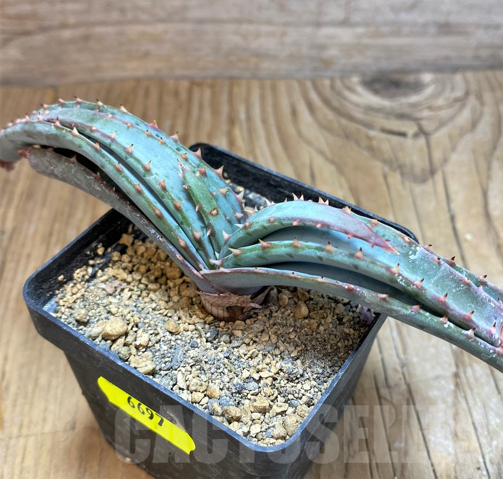 SH6697 Aloe suprafoliata