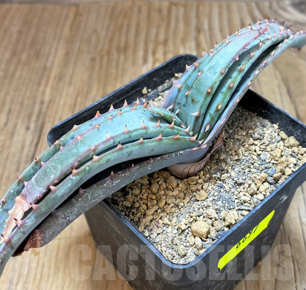 SH6697 Aloe suprafoliata - Image 2