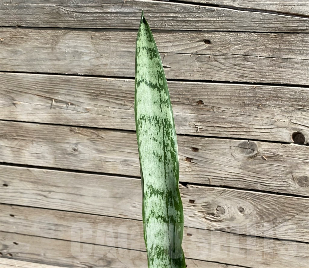 SH6663 Sansevieria trifasciata 'Green Line'