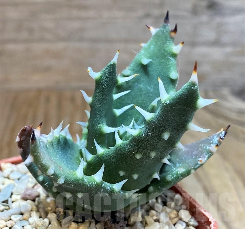 SH6699 Aloe melanacantha