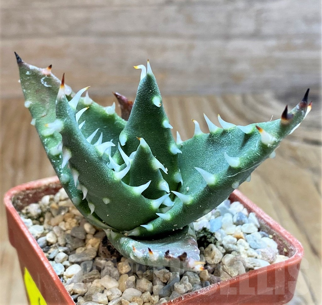 SH6699 Aloe melanacantha - immagine 2
