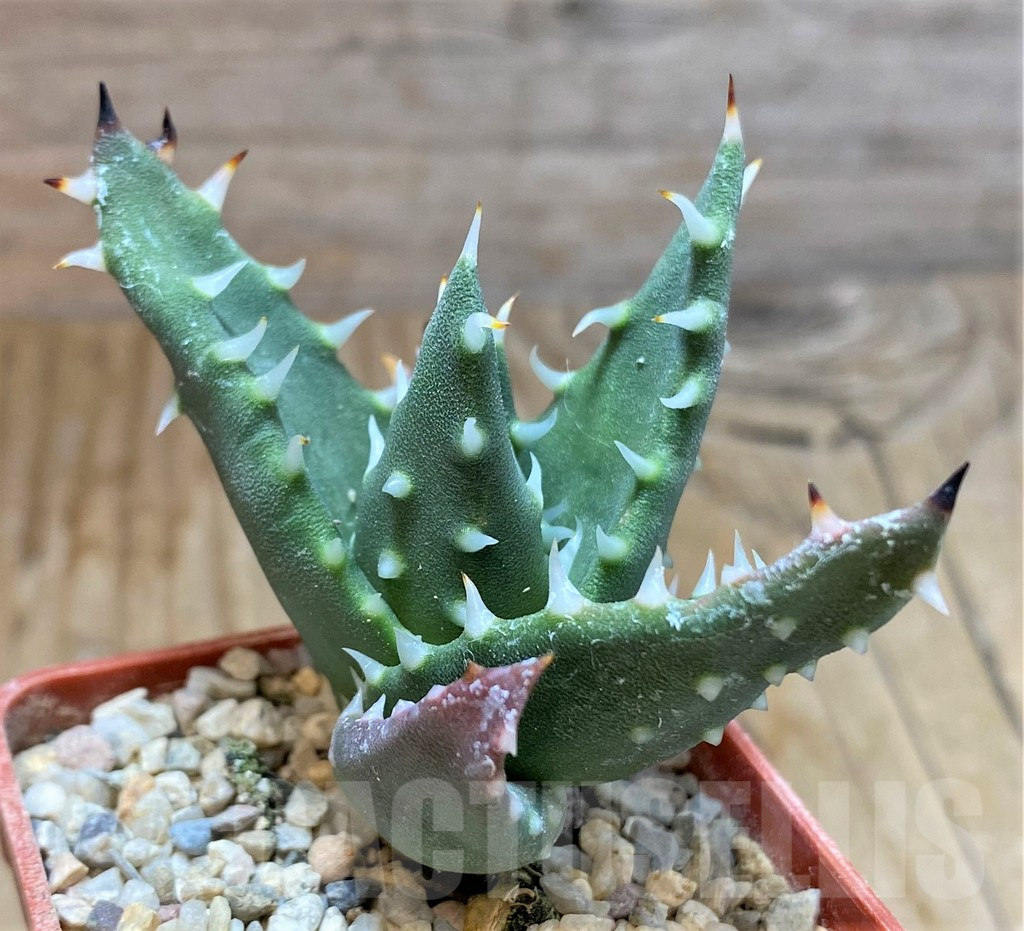 SH6699 Aloe melanacantha - immagine 3