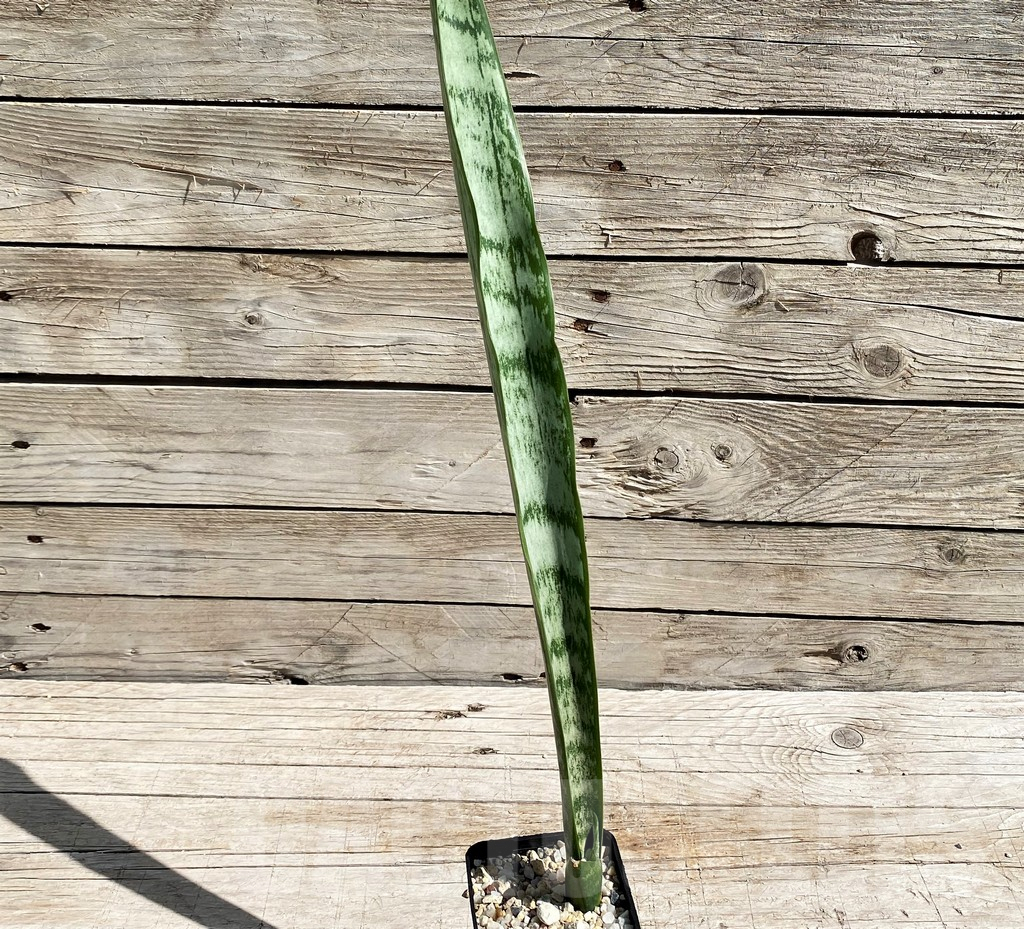 SH6663 Sansevieria trifasciata 'Green Line' - immagine 2