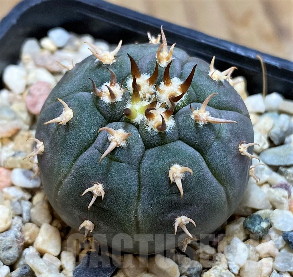 SH6702 Gymnocalycium spegazzinii v. unguispinum SL 443