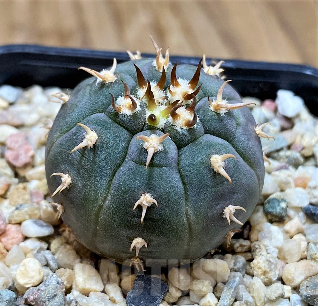 SH6702 Gymnocalycium spegazzinii v. unguispinum SL 443 - Image 2