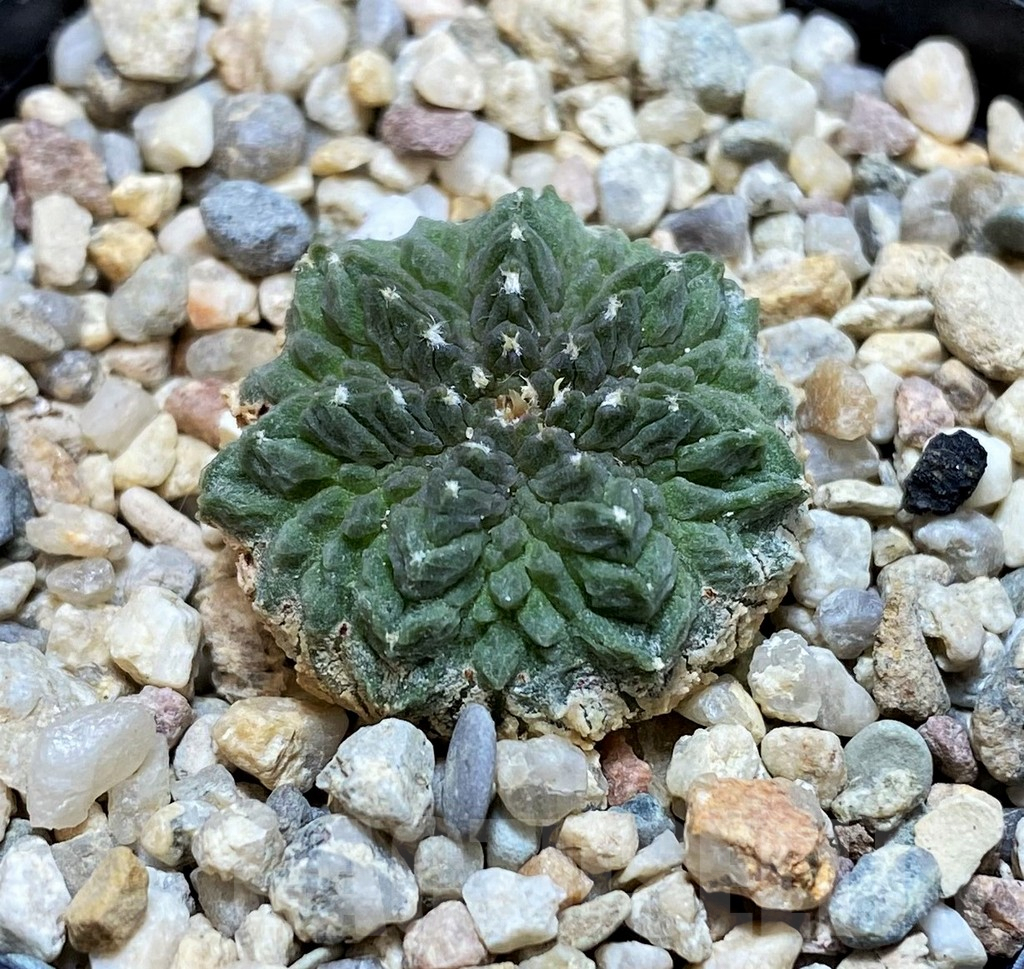 SH6704 Aztekium ritteri GCG 12829