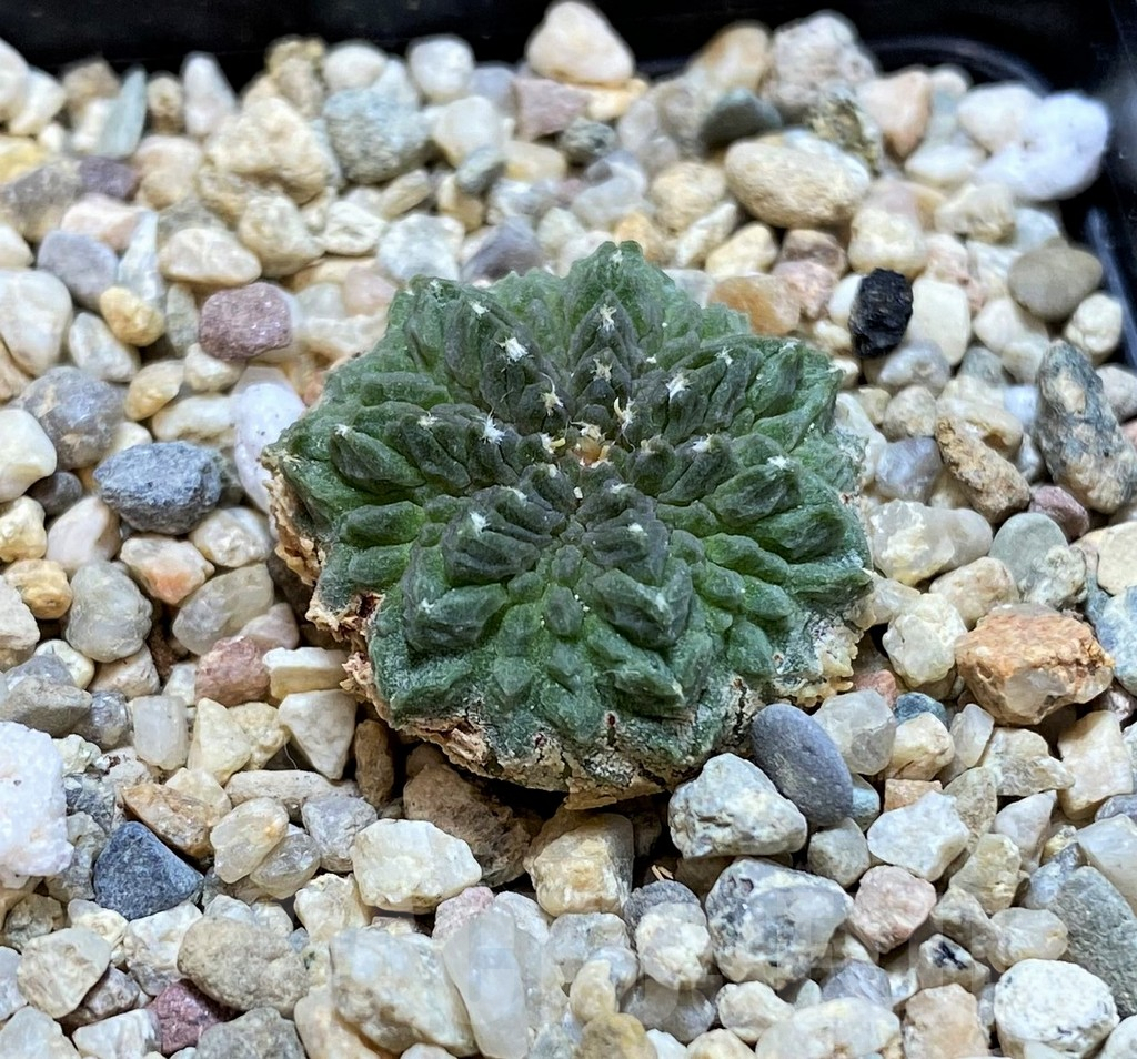 SH6704 Aztekium ritteri GCG 12829 - Image 2