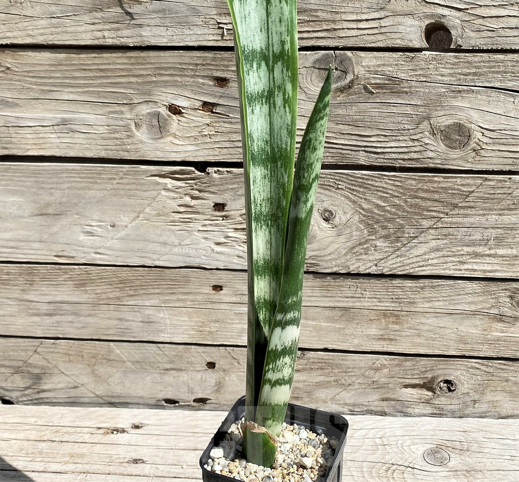 SH6664 Sansevieria trifasciata 'Green Line'