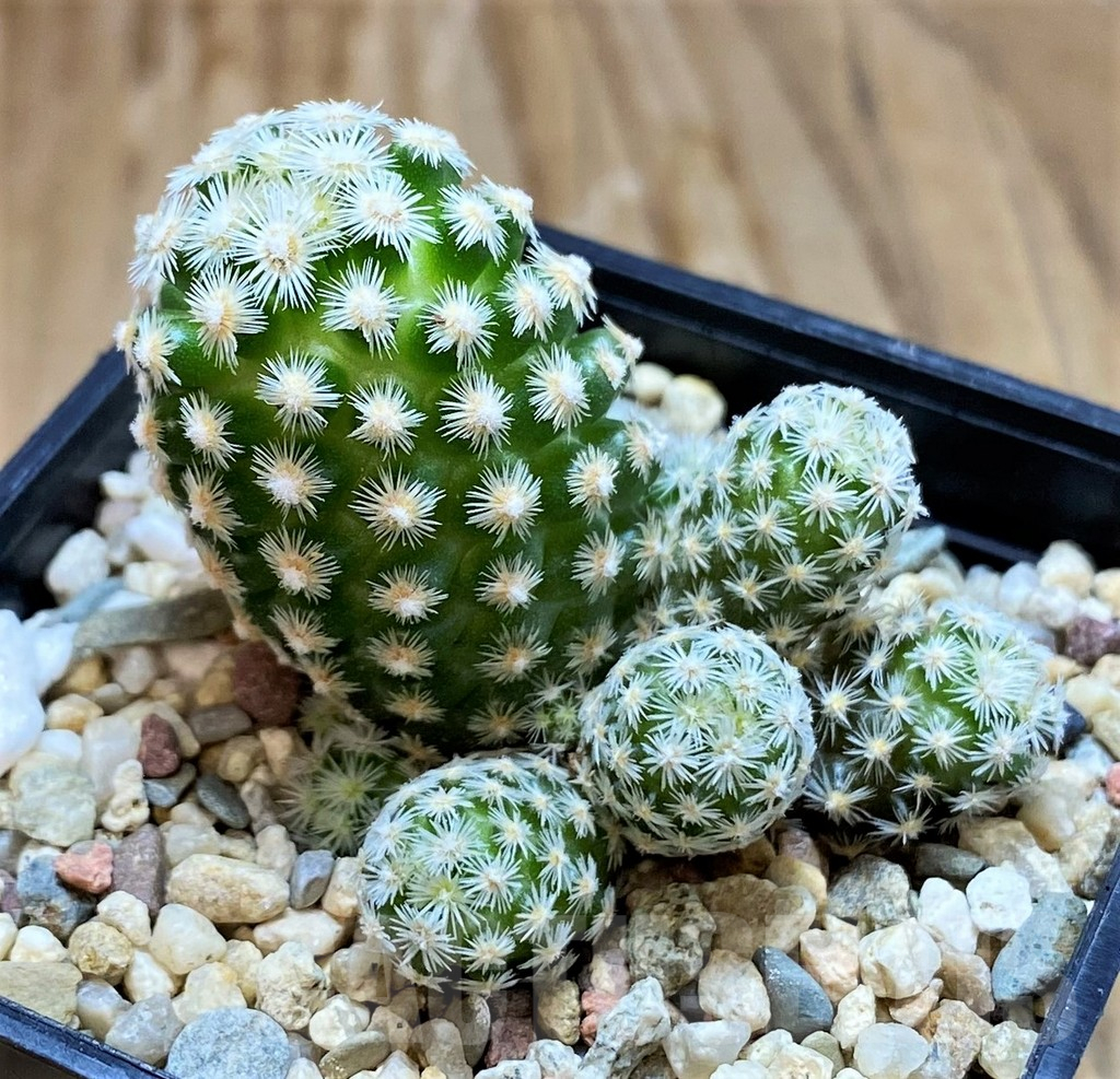 SH6709 Escobaria leei