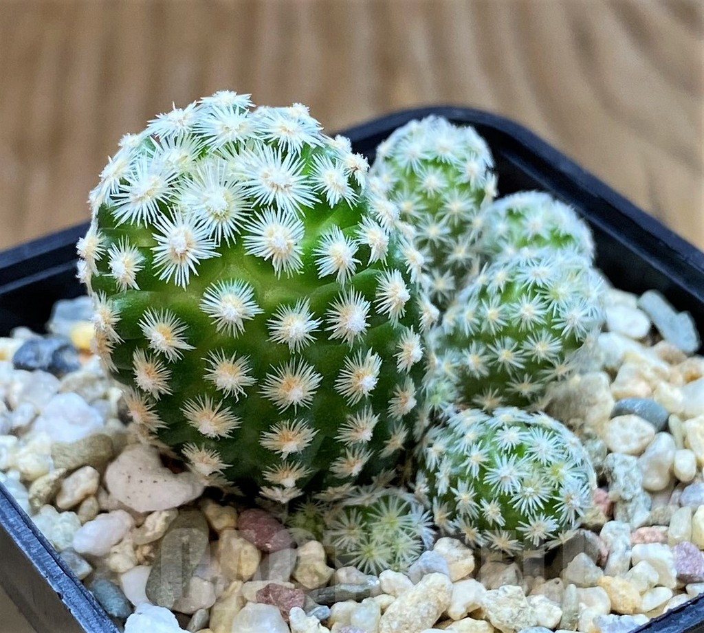 SH6709 Escobaria leei - Obrázek 2