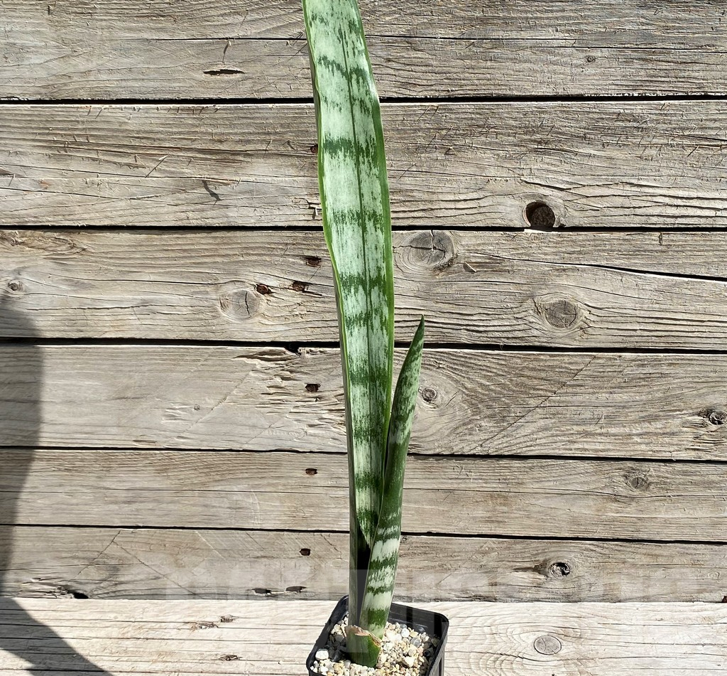 SH6664 Sansevieria trifasciata 'Green Line' - Obrázek 2