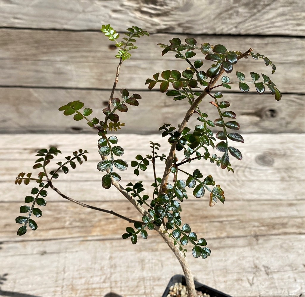 SH6665 Operculicarya borealis, seedling