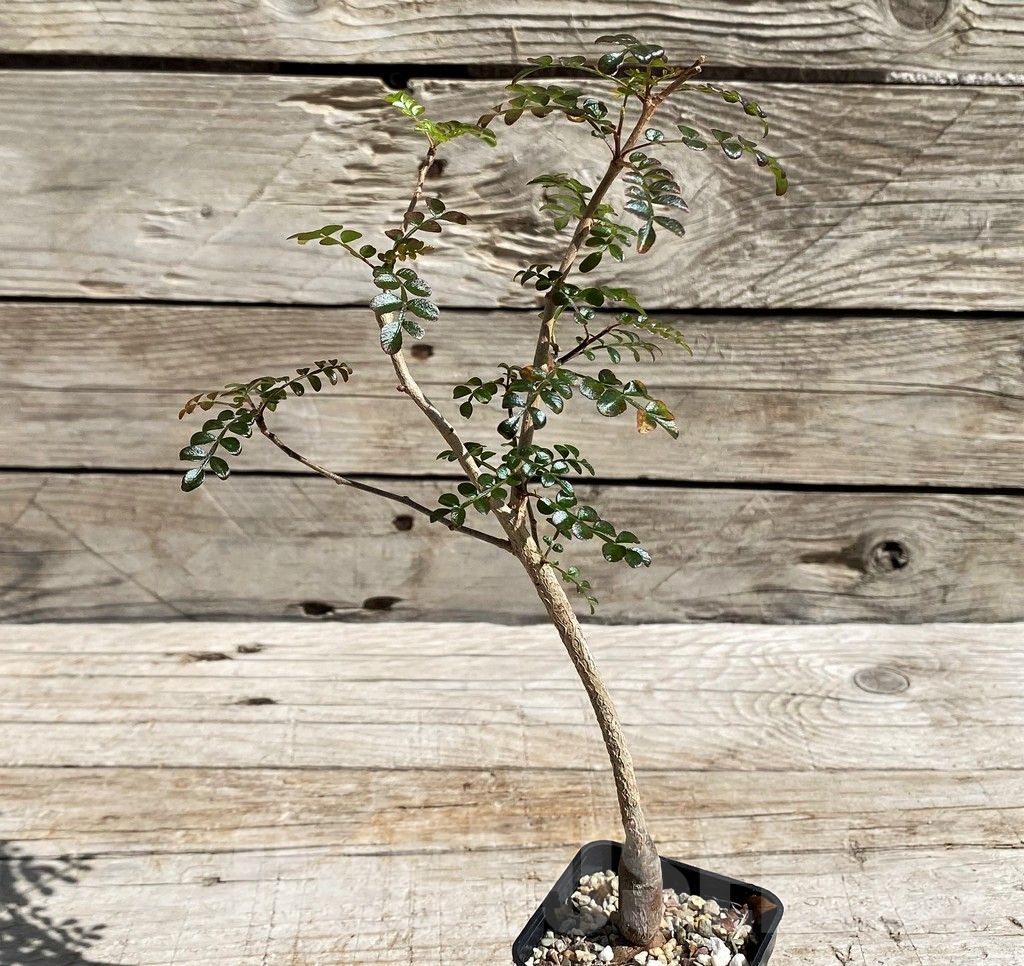 SH6665 Operculicarya borealis, seedling - Image 2