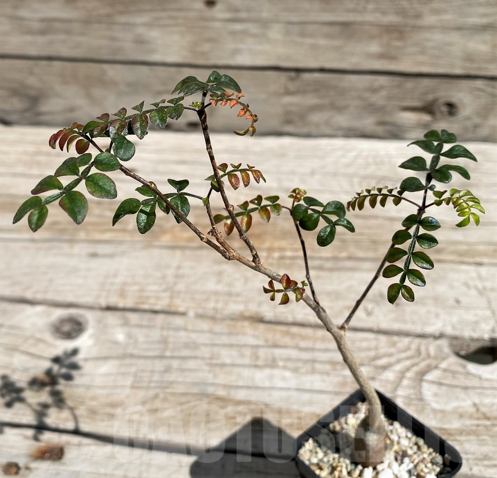 SH6666 Operculicarya borealis, seedling