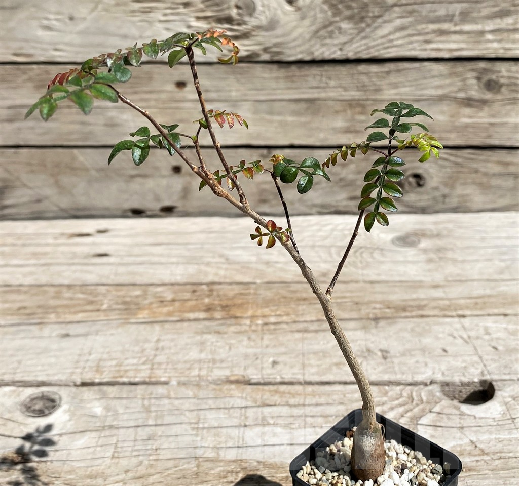 SH6666 Operculicarya borealis, seedling - Image 2