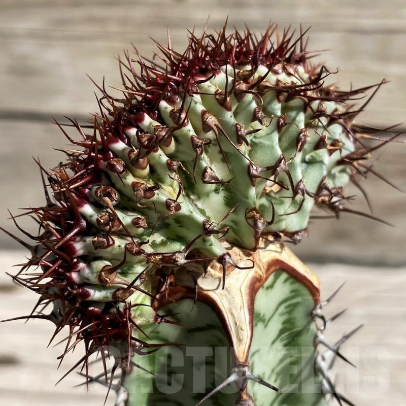 SH6672 Euphorbia confinalis f. cristata, grafted
