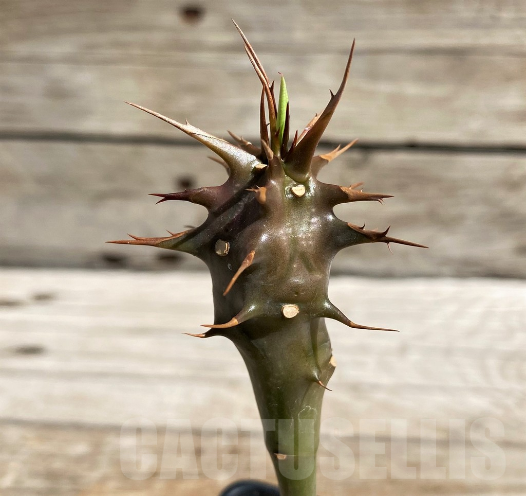 SH6676 Euphorbia vilanandensis