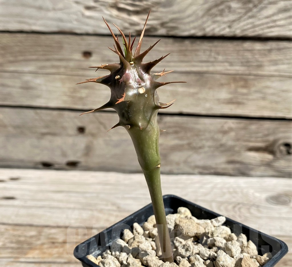 SH6676 Euphorbia vilanandensis - Image 2