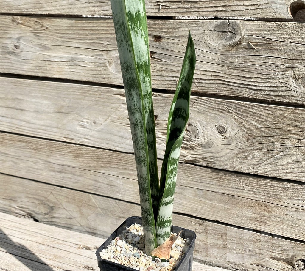 SH6661 Sansevieria trifasciata 'Green Line'