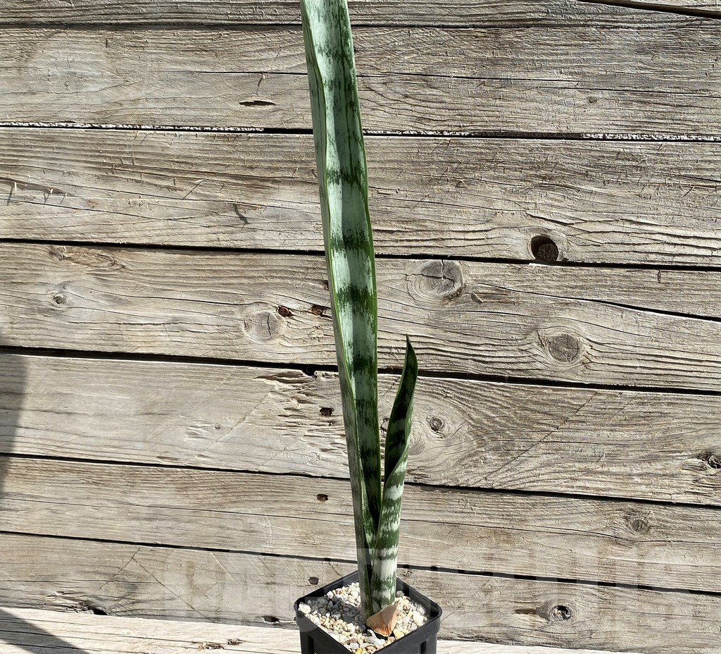 SH6661 Sansevieria trifasciata 'Green Line' - Obrázek 2