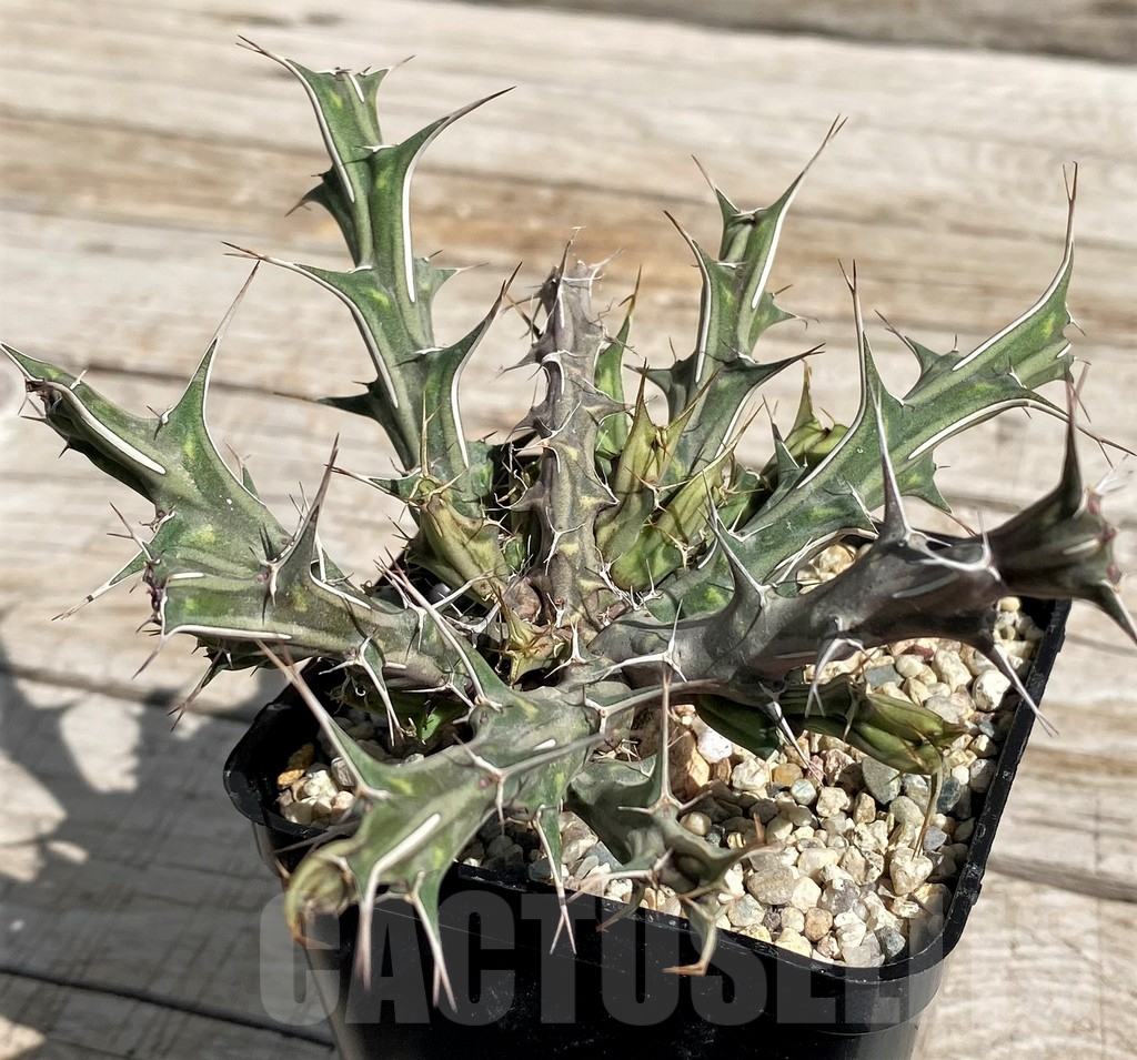 SH6686 Euphorbia furcata
