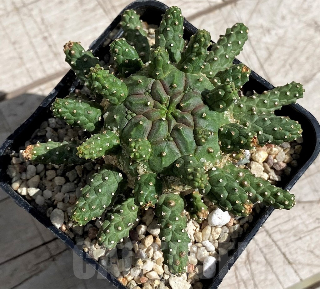SH6687 Euphorbia gamkaensis - Imagen 2