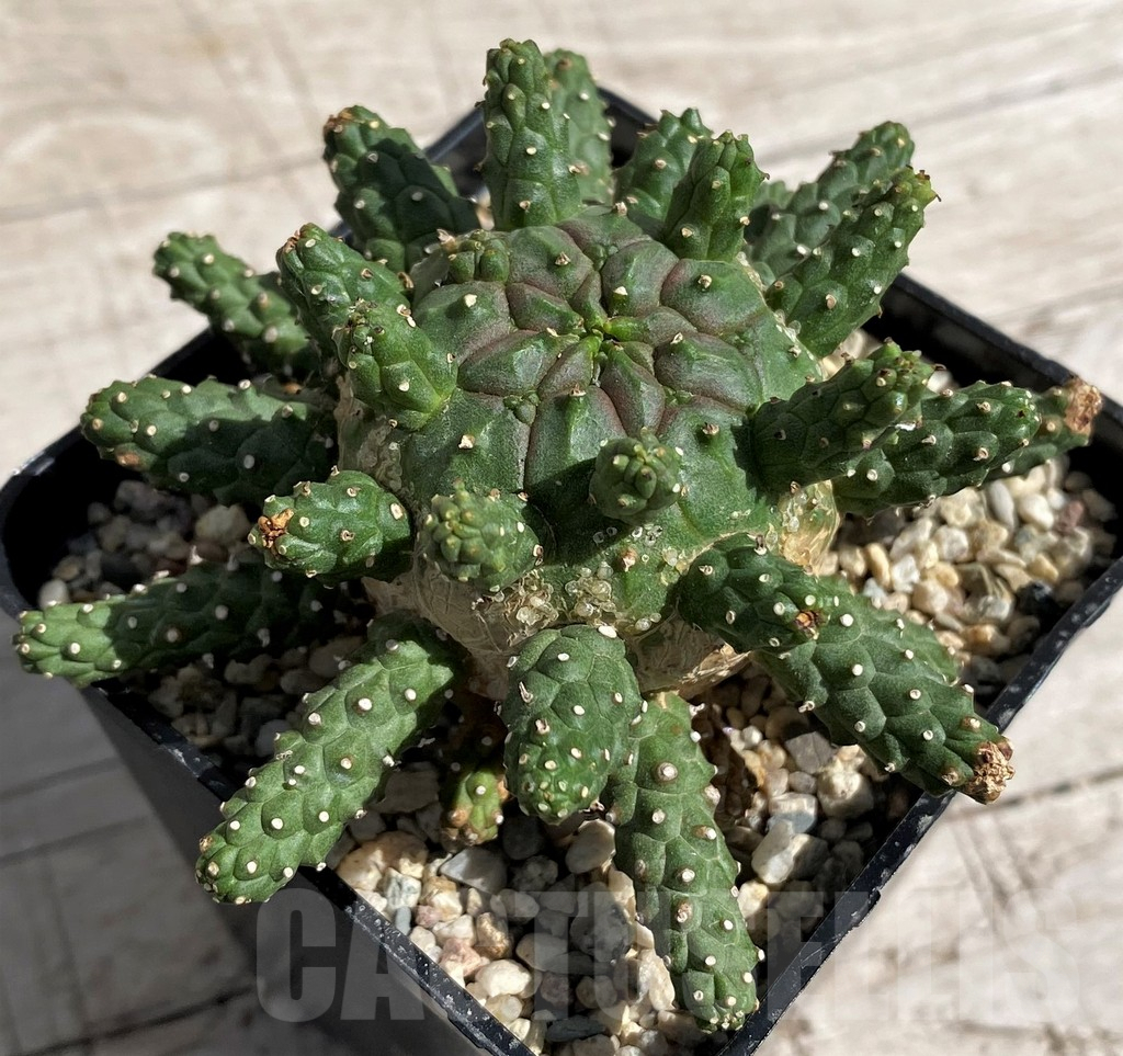 SH6687 Euphorbia gamkaensis