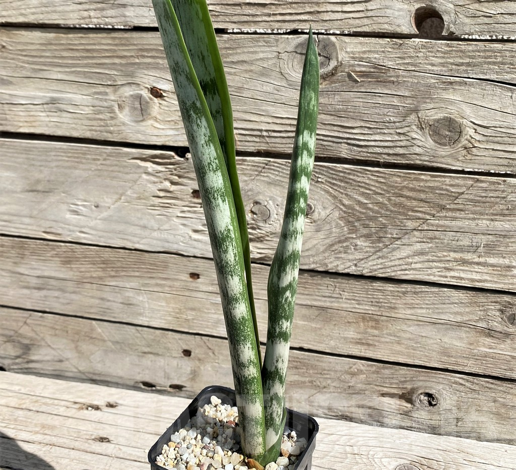 SH6662 Sansevieria trifasciata 'Green Line'