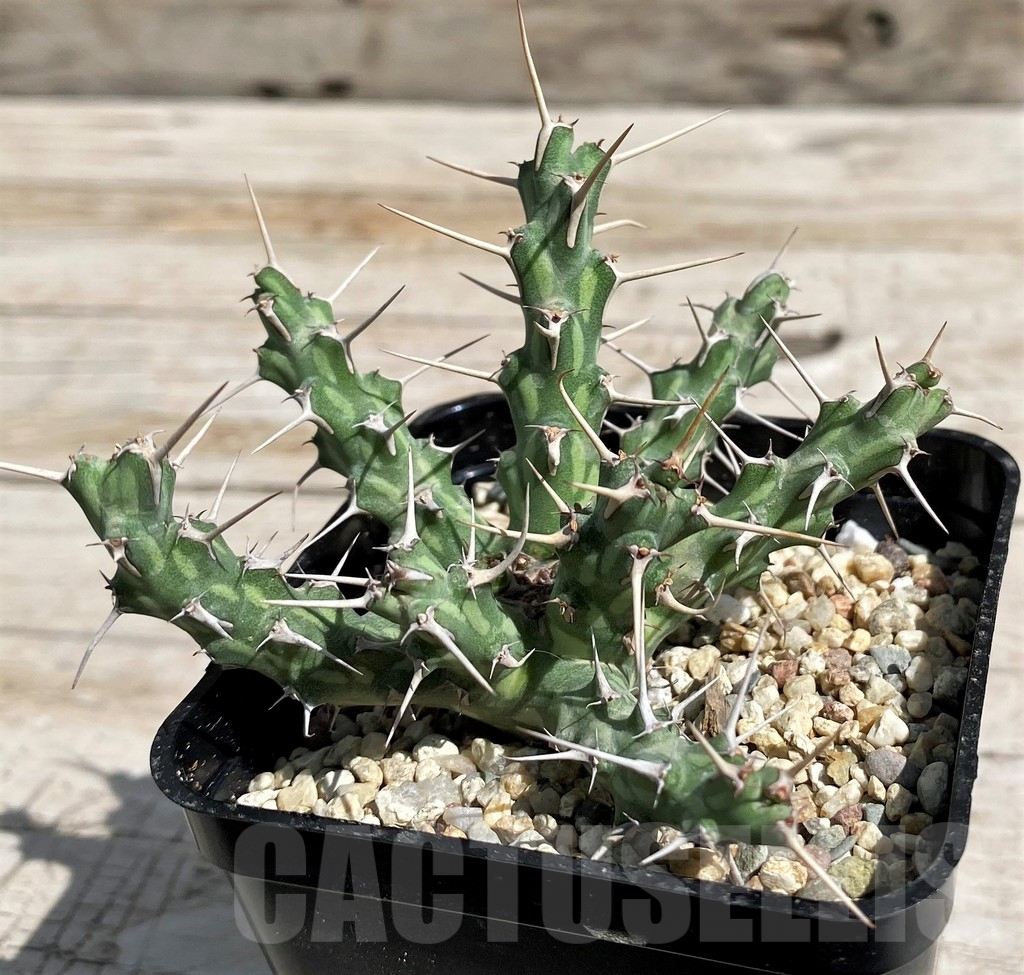 SH6689 Euphorbia actinoclada