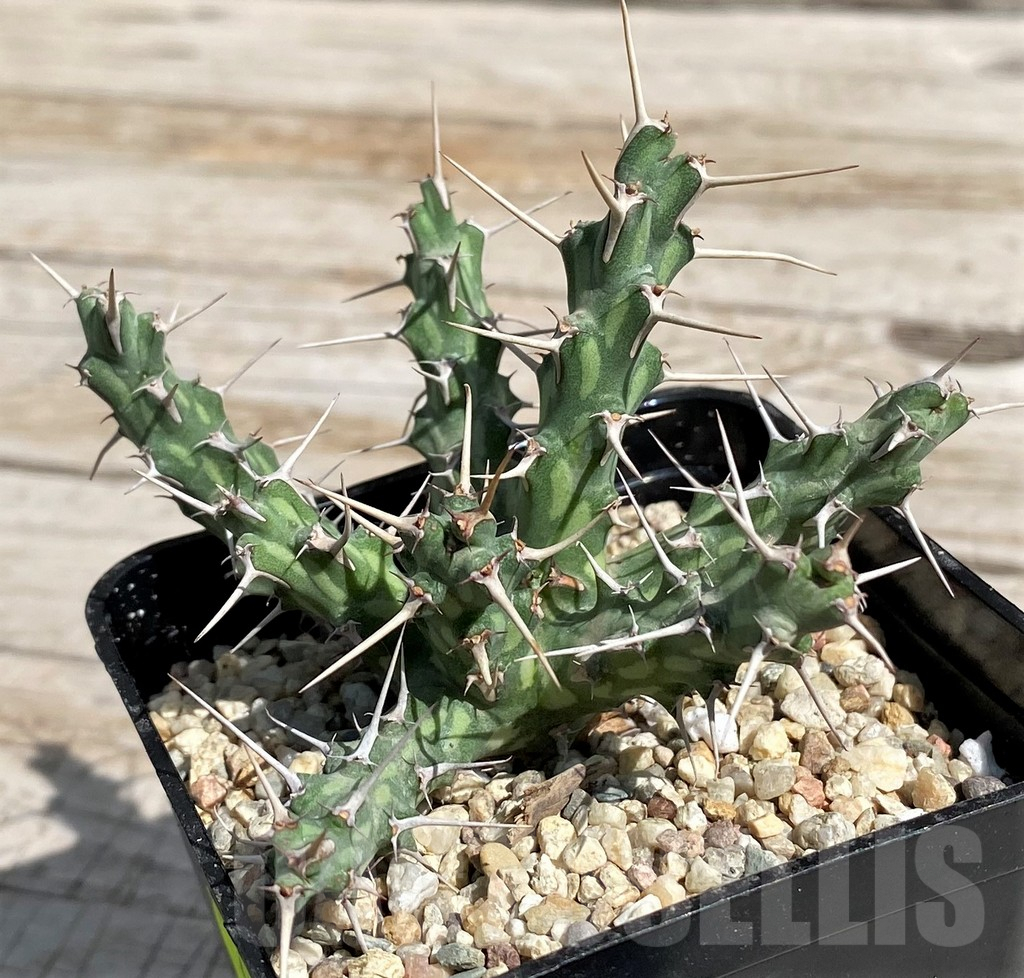 SH6689 Euphorbia actinoclada - Image 2