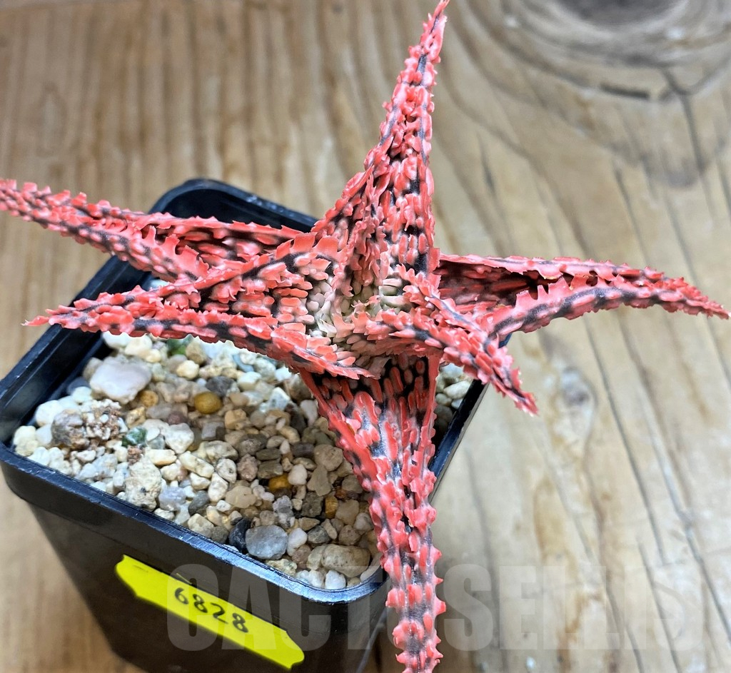 SH6828 Aloe TCT hybrid - Image 2