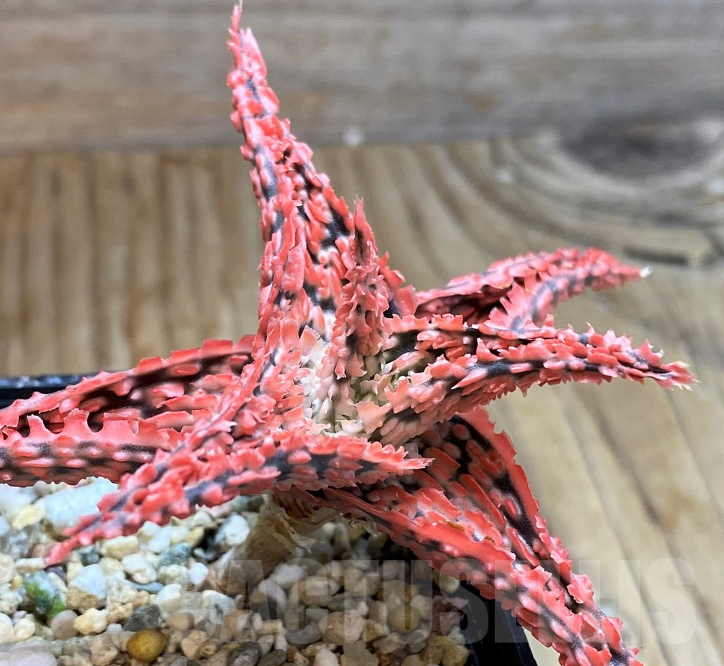 SH6828 Aloe TCT hybrid