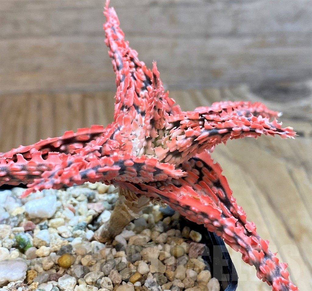 SH6828 Aloe TCT hybrid - Image 3