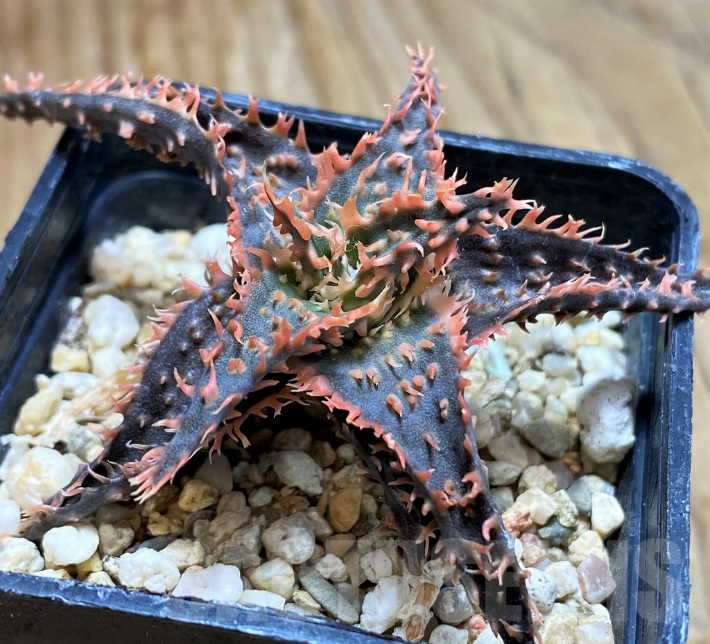 SH6829 Aloe TCT hybrid - immagine 2