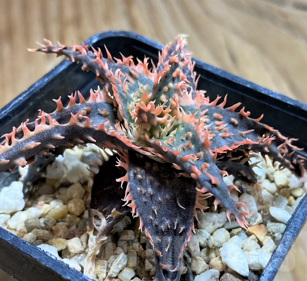 SH6829 Aloe TCT hybrid